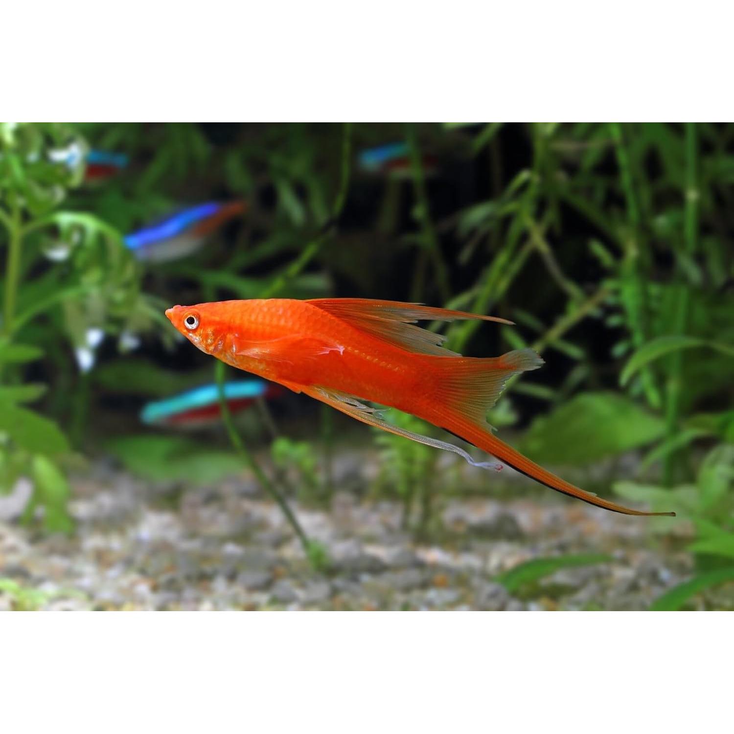 Gránulos Hundidores Aquatic Foods 1.5 kg para Guppies y Ciclidos