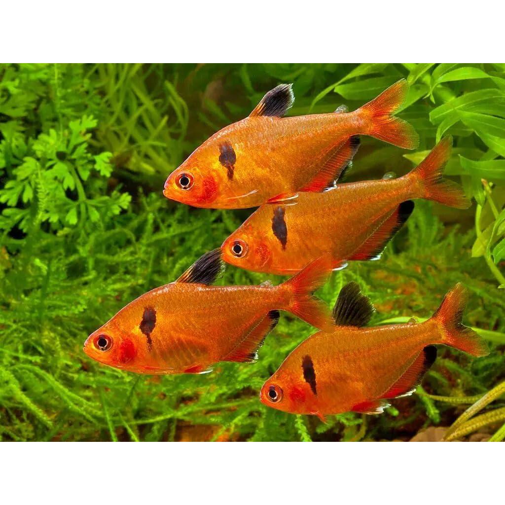 Gránulos Hundidores Aquatic Foods 1.5 kg para Guppies y Ciclidos