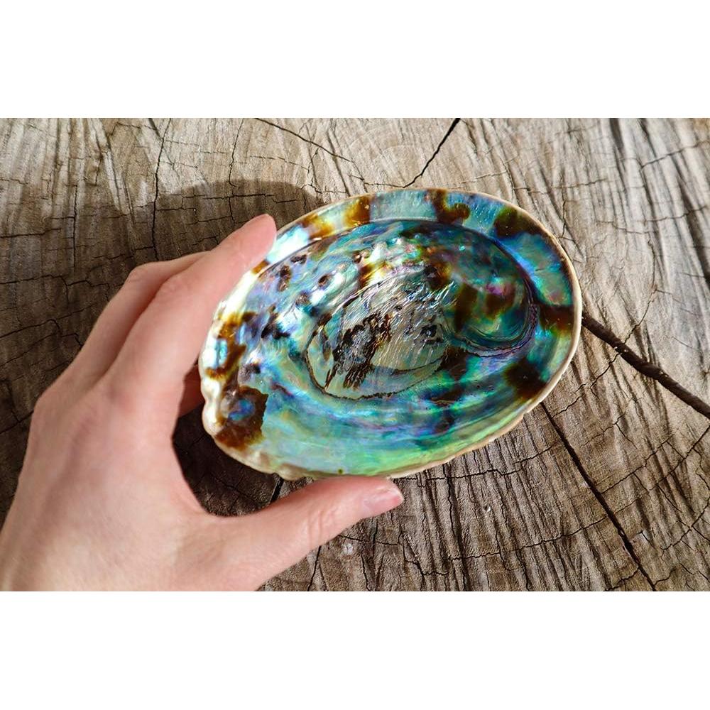 Tazón de Humo Jardín de Incienso 12.7 cm Concha de Abulón