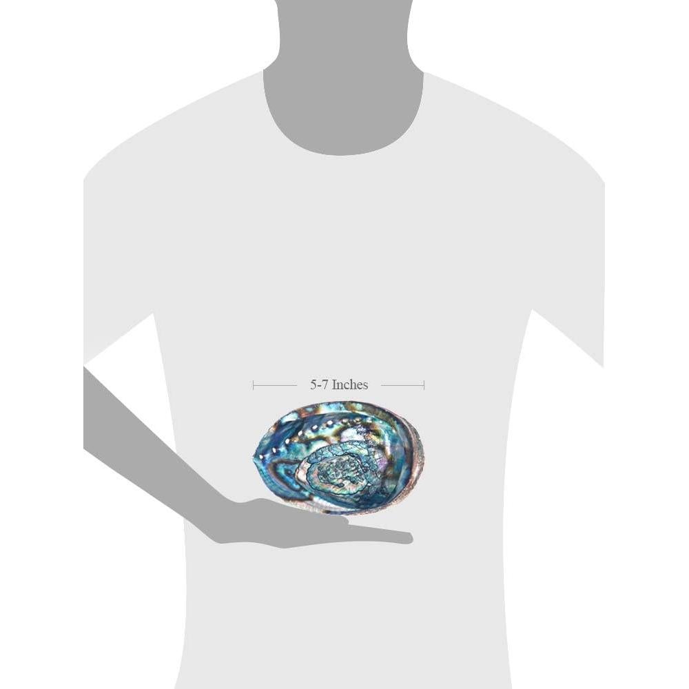 Tazón de Humo Jardín de Incienso 12.7 cm Concha de Abulón