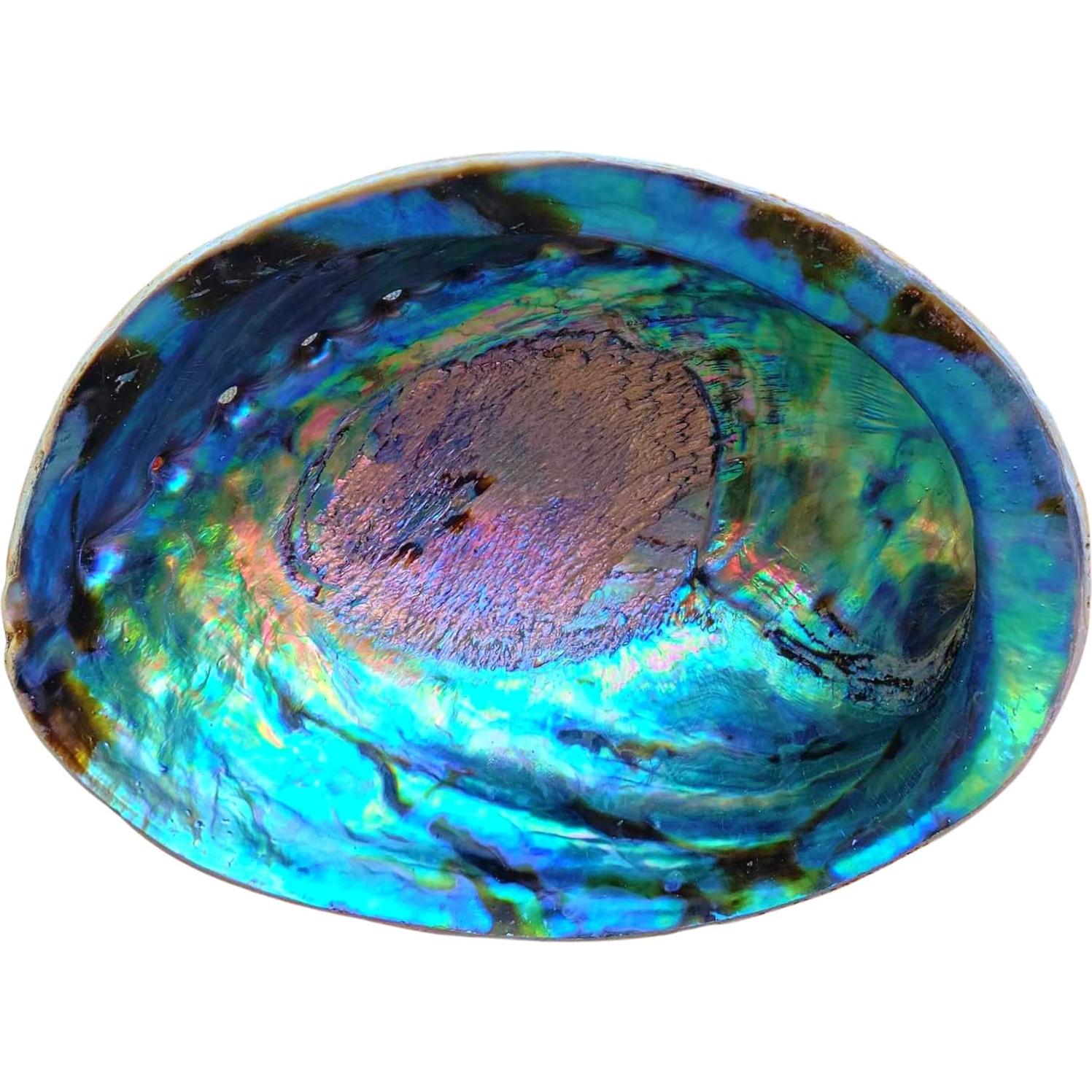 Concha de Abulón Grande 15-18 cm + Soporte de Madera