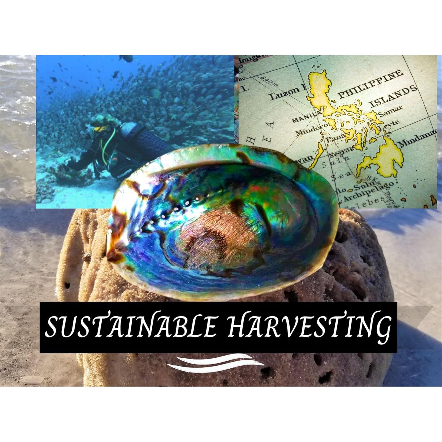 Concha de Abulón Grande 15-18 cm + Soporte de Madera