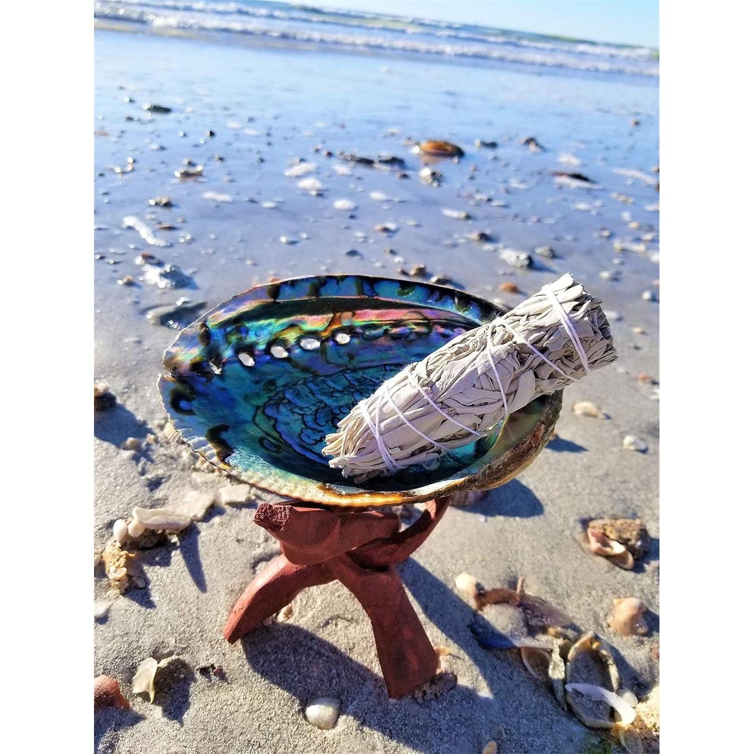 Concha de Abulón Grande 15-18 cm + Soporte de Madera