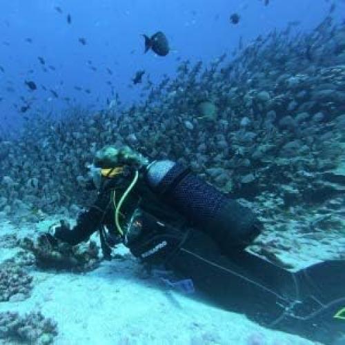 Concha de Abulón Grande 15-18 cm + Soporte de Madera