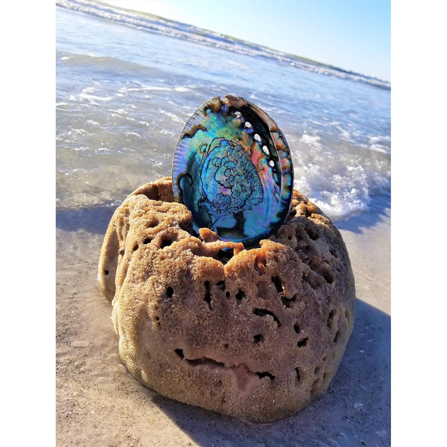 Concha de Abulón Grande 15-18 cm + Soporte de Madera