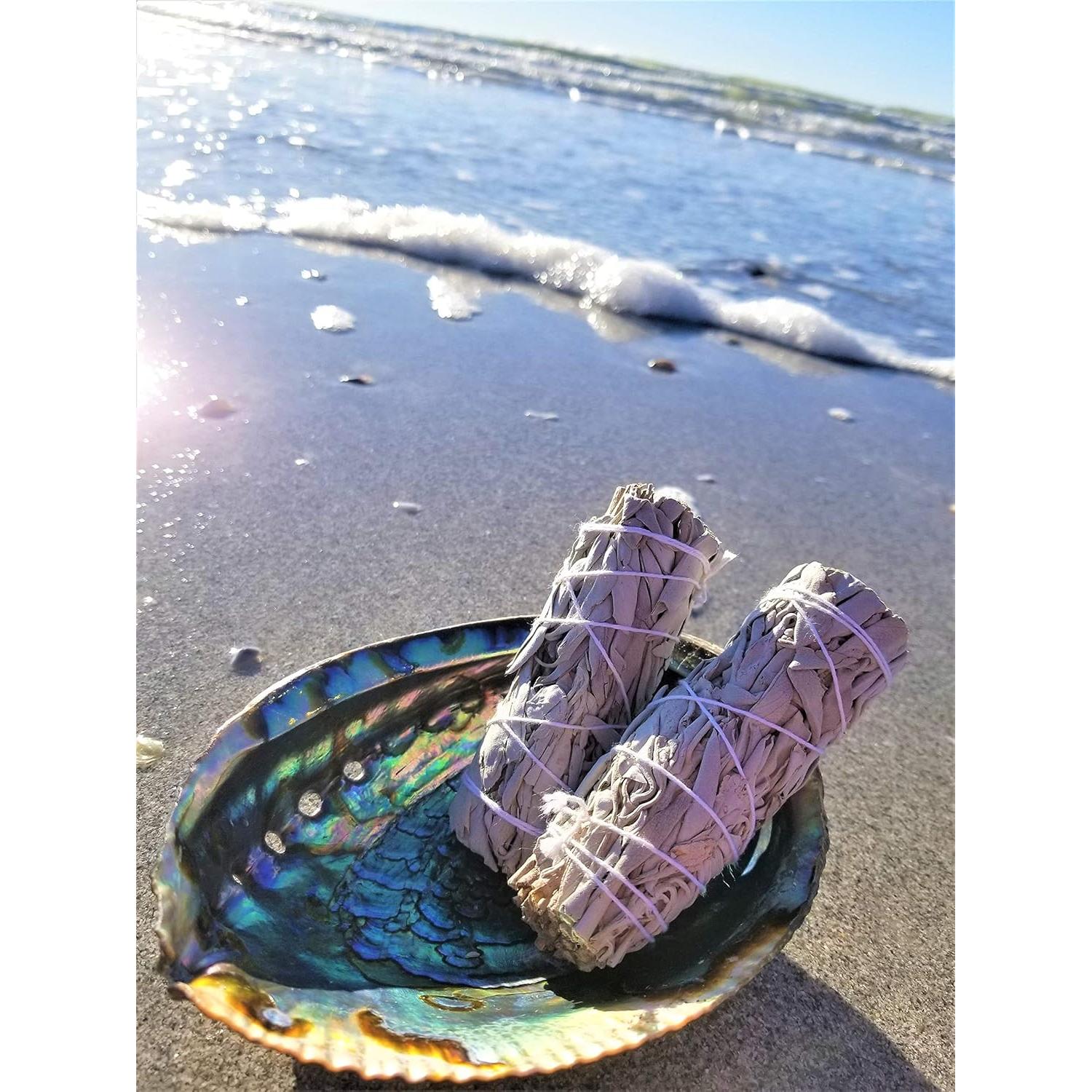 Concha de Abulón Grande 15-18 cm + Soporte de Madera