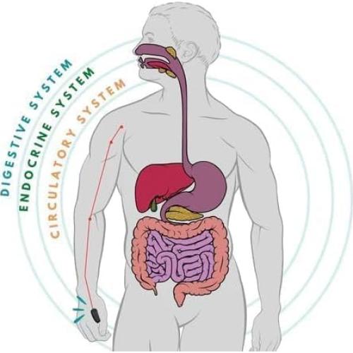 Clip de Acupresión I K IMPEX - Paquete de 2, Alivio de Migrañas