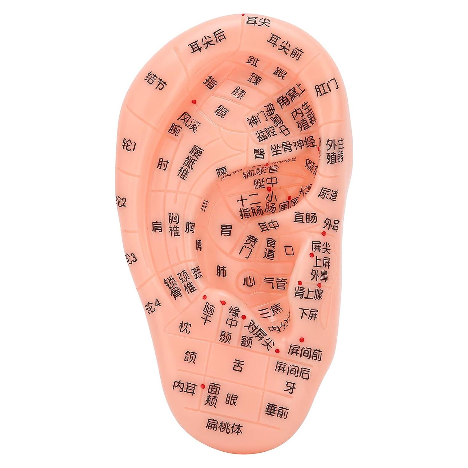 Modelo de Reflexología Auricular PVC - Herramienta de Acupuntura