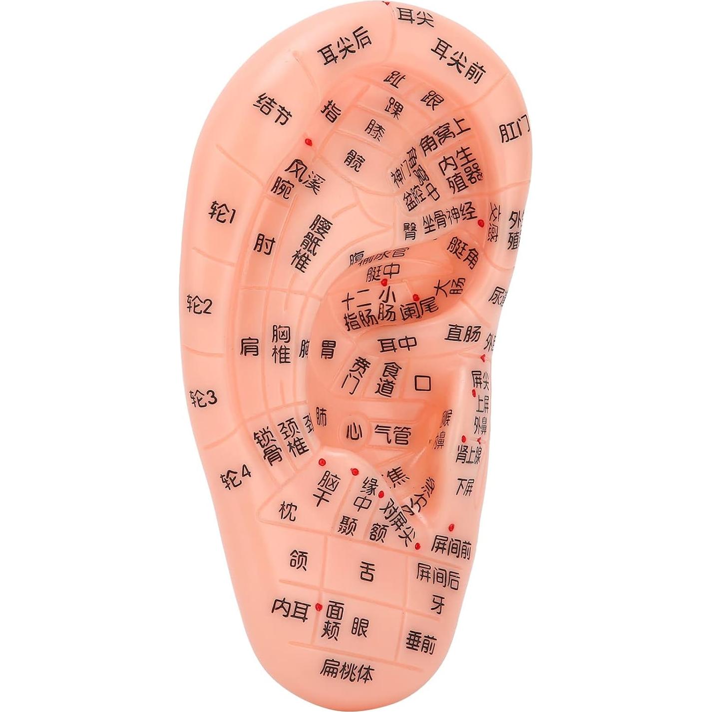 Modelo de Reflexología Auricular PVC - Herramienta de Acupuntura