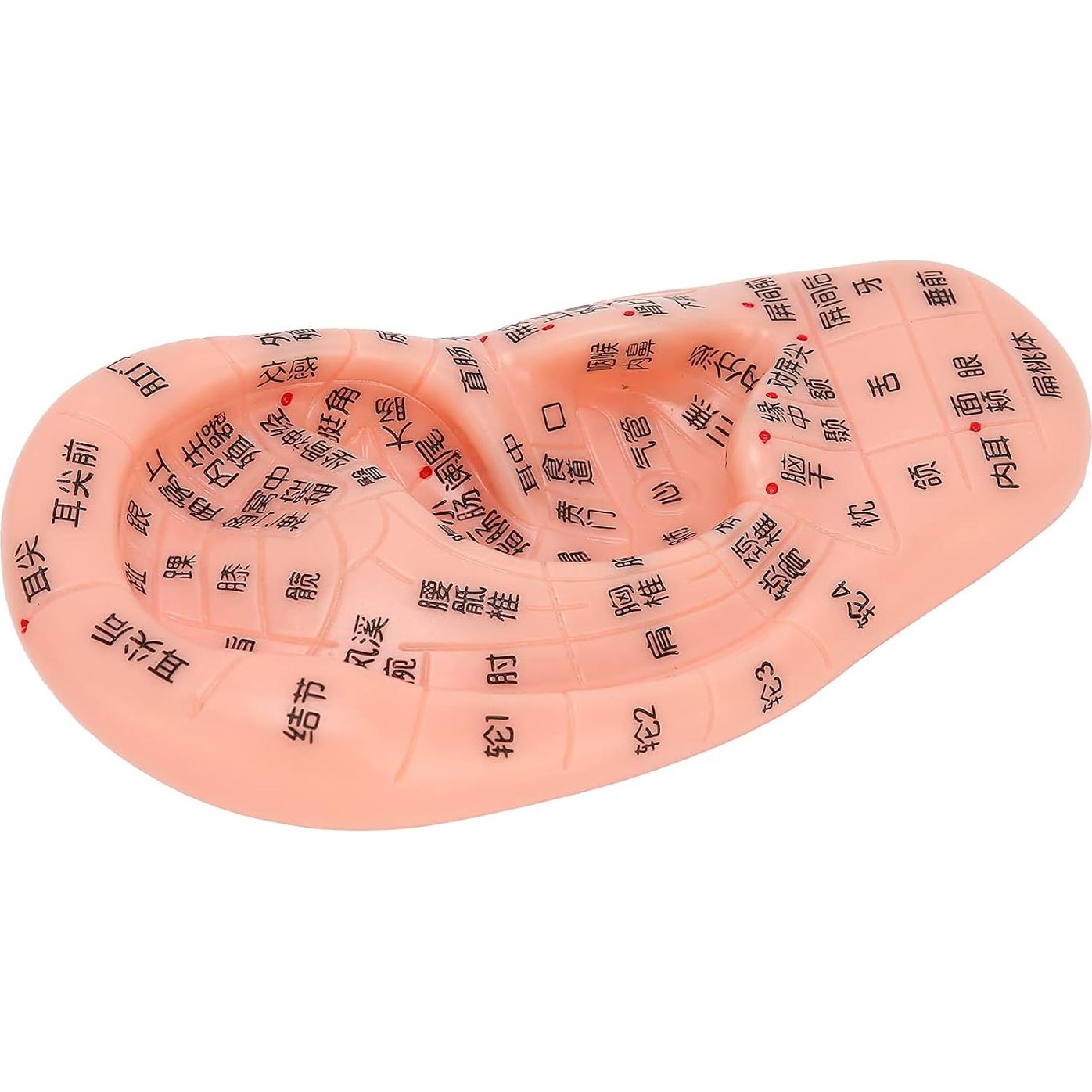 Modelo de Reflexología Auricular PVC - Herramienta de Acupuntura