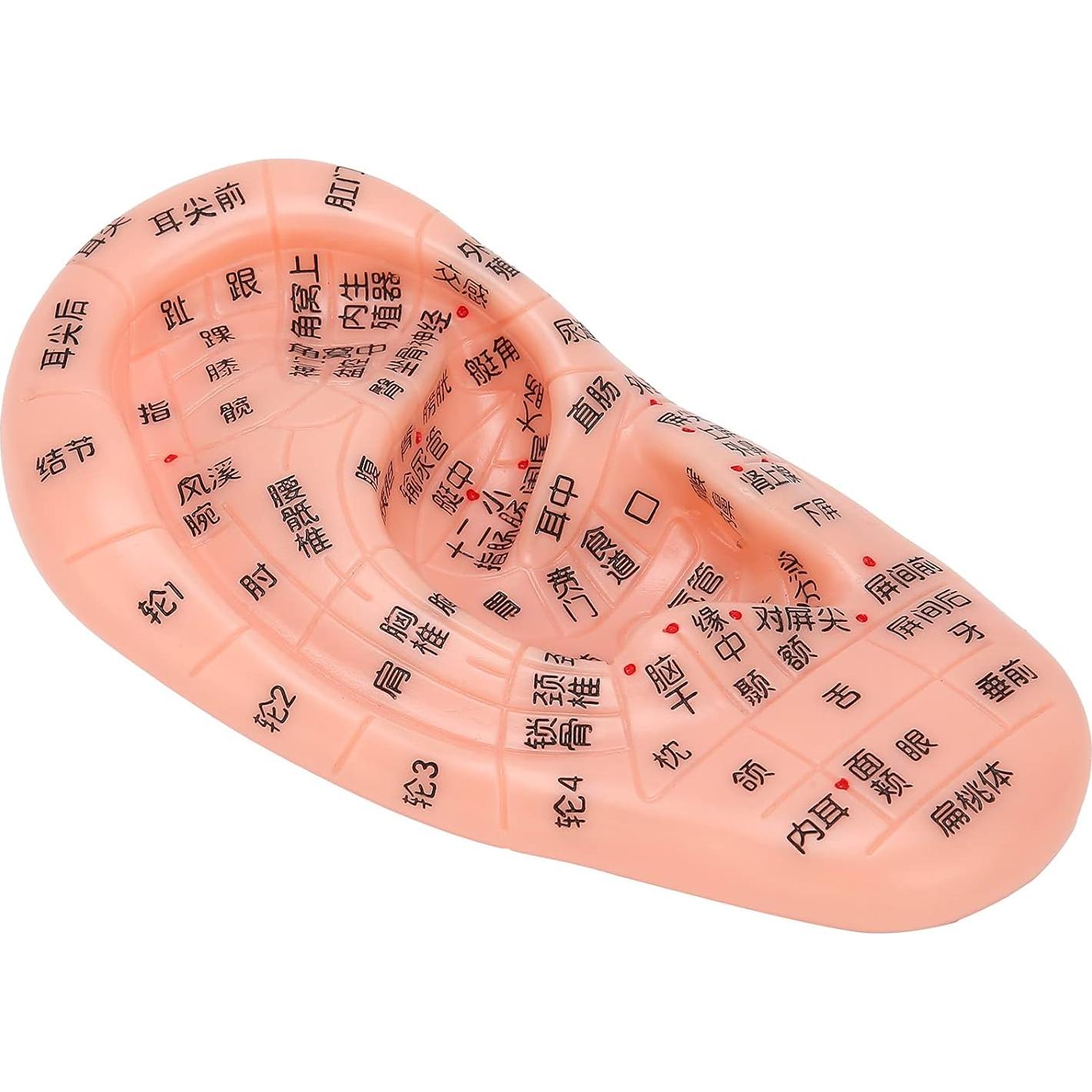 Modelo de Reflexología Auricular PVC - Herramienta de Acupuntura