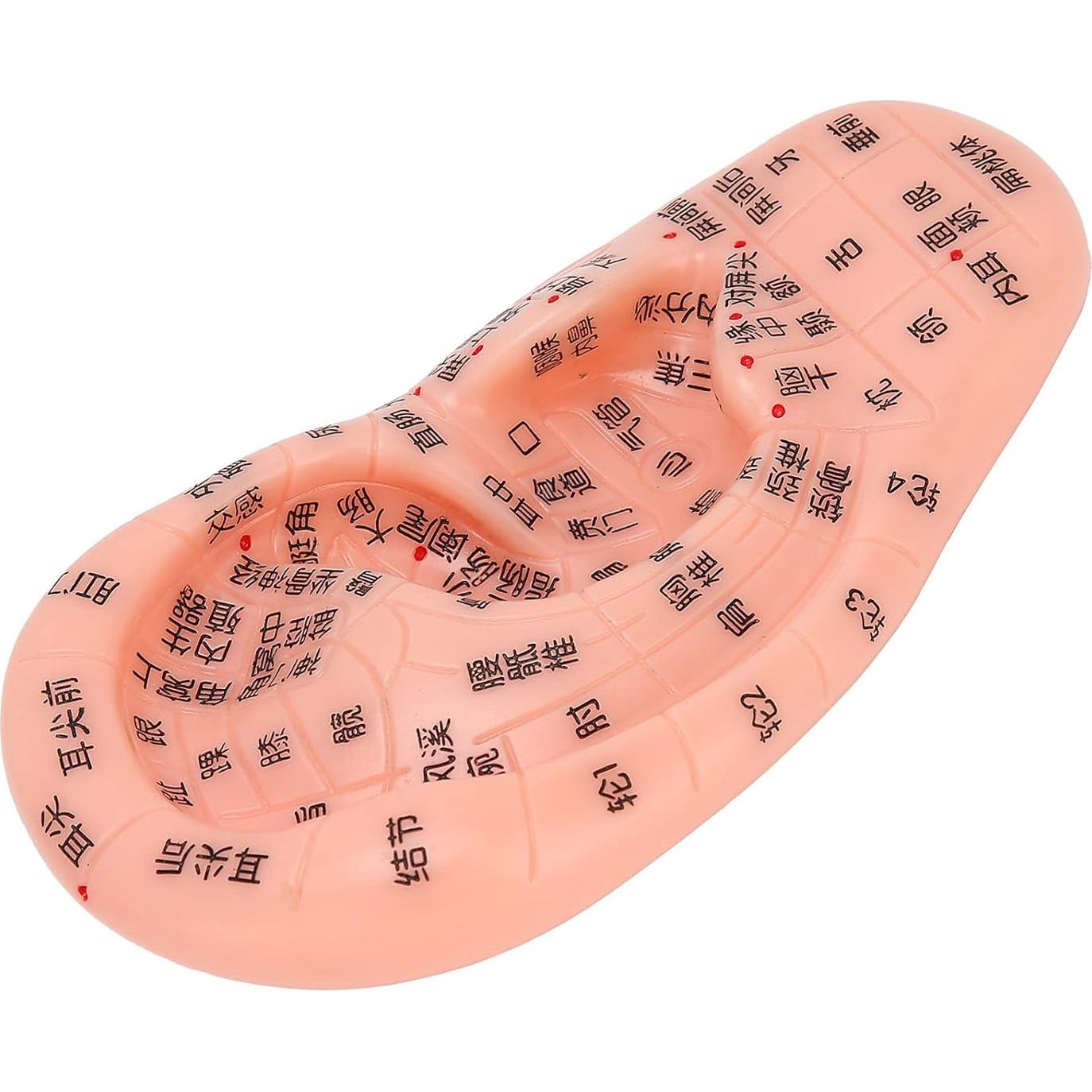 Modelo de Reflexología Auricular PVC - Herramienta de Acupuntura