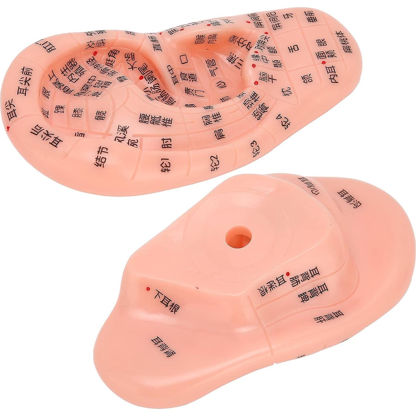 Modelo de Reflexología Auricular PVC - Herramienta de Acupuntura