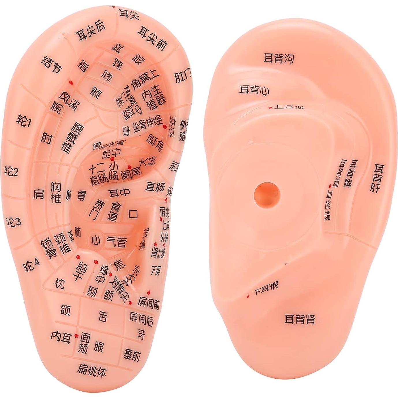 Modelo de Reflexología Auricular PVC - Herramienta de Acupuntura