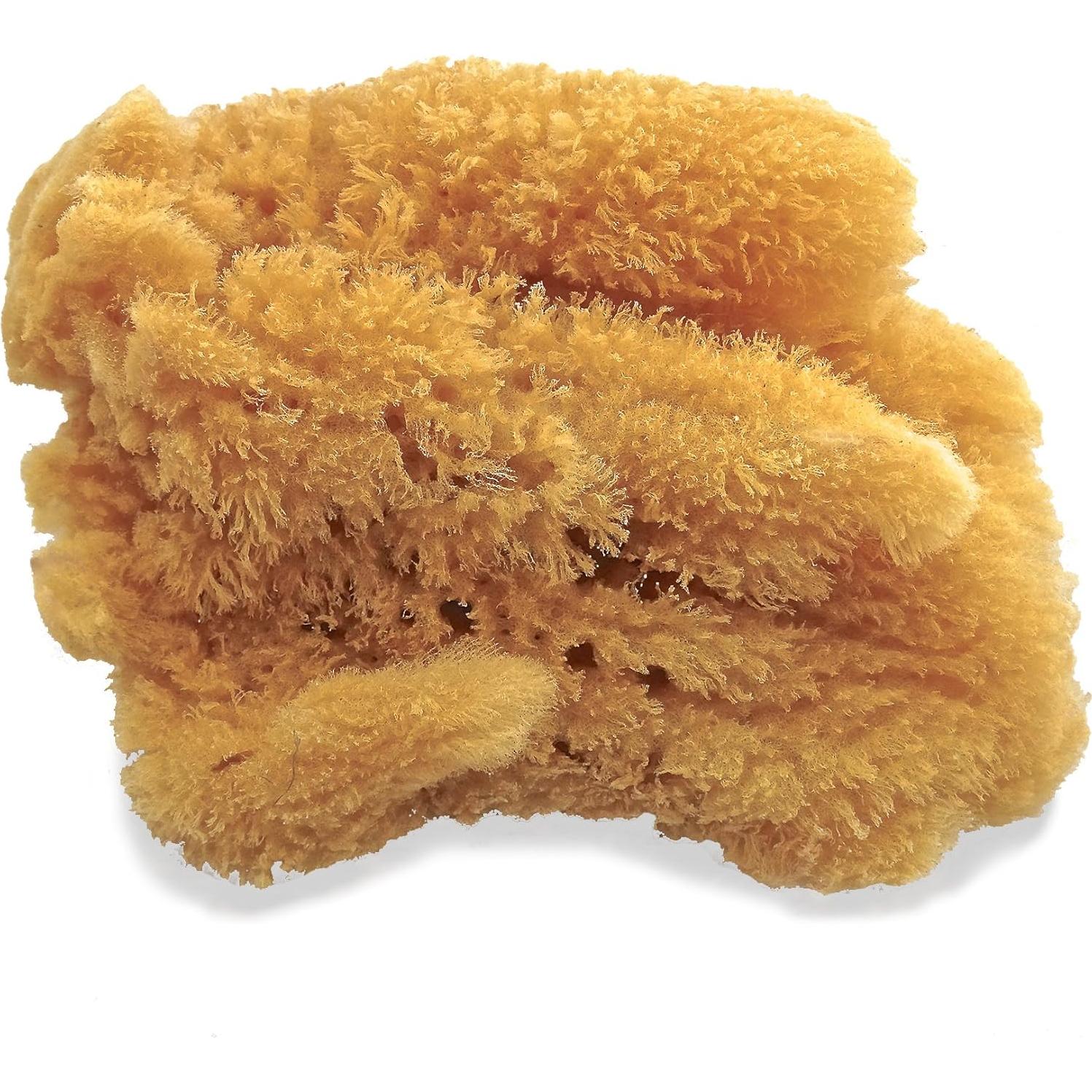 Esponjas Marinas Naturales Lullingworth - Paquete de 2 piezas 12.7-13.97 cm