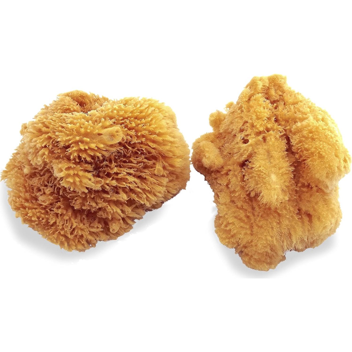 Esponjas Marinas Naturales Lullingworth - Paquete de 2 piezas 12.7-13.97 cm