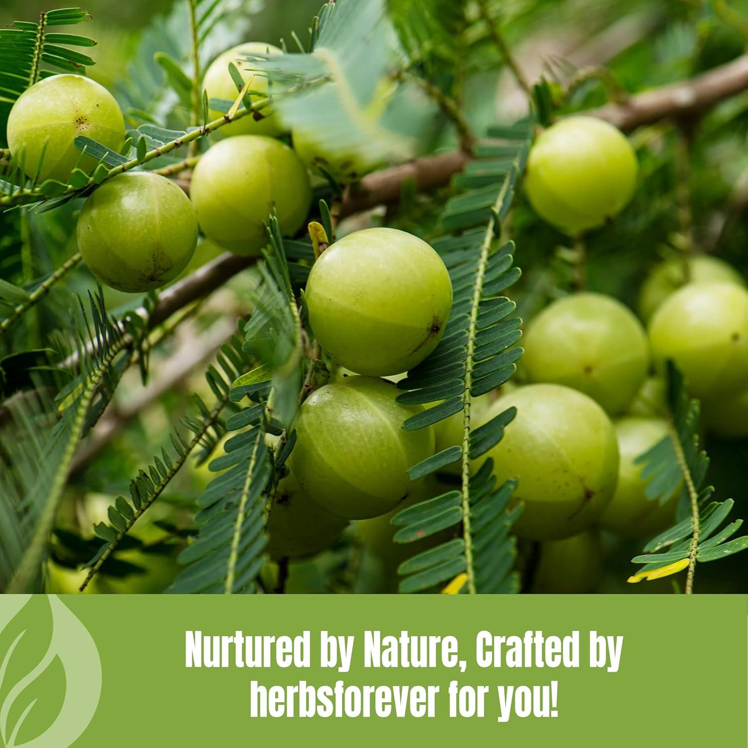 Polvo de Amla Herbsforever 230g | Vitamina C y Antioxidantes