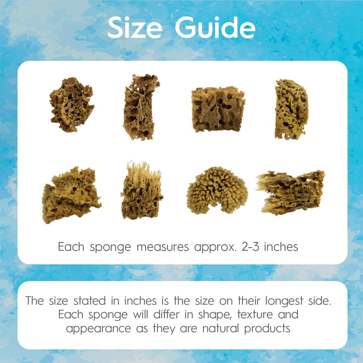 Esponjas Marinas Naturales Naroa para Pintura 8 Piezas