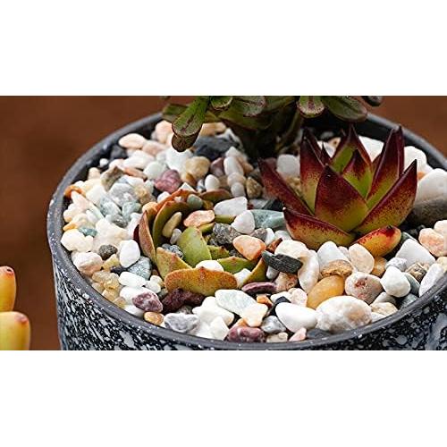 Caja de Cristales de Sanación Reiki Xujia - 10 Gemas Naturales