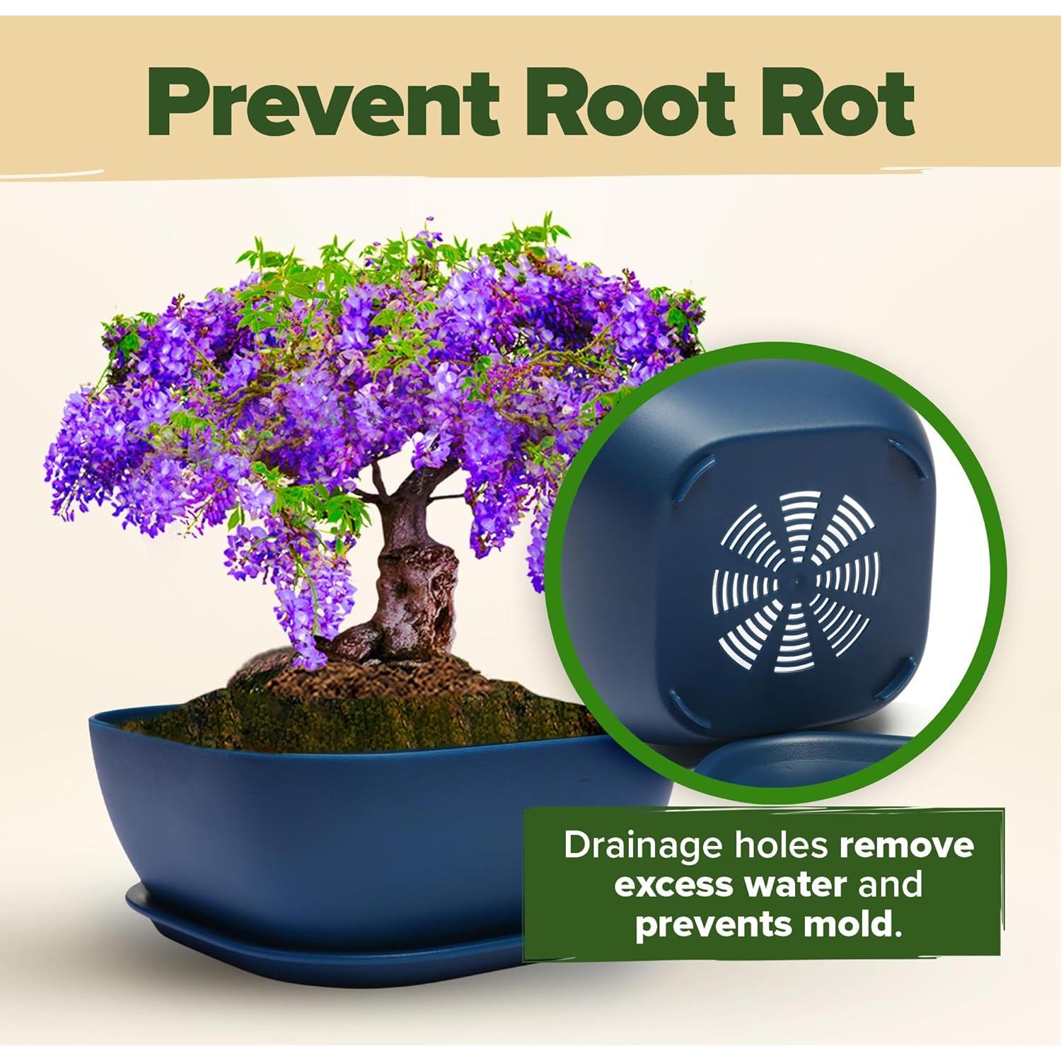 Kit de Bonsai HOME GROWN - 6 Variedades con Macetas