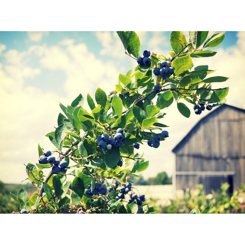 Polvo de Arándano Orgánico FruitCeuticals 226g - Suministro 90 Días