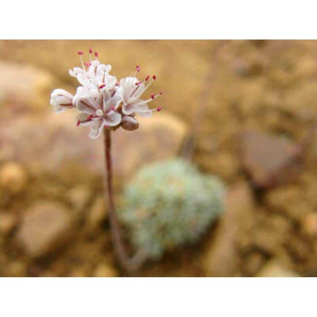 Kasha de Trigo Sarraceno Orgánico Primal Harvest 1.36 kg