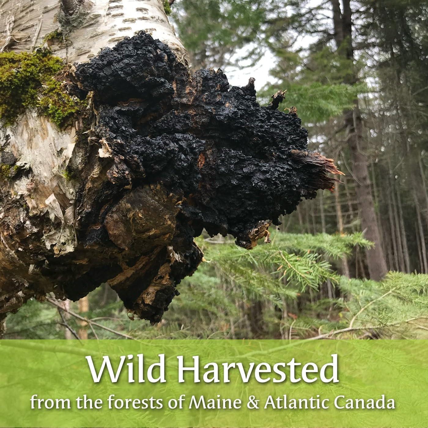 Extracto Líquido de Hongo Chaga My Berry 118ml Doble Extracción