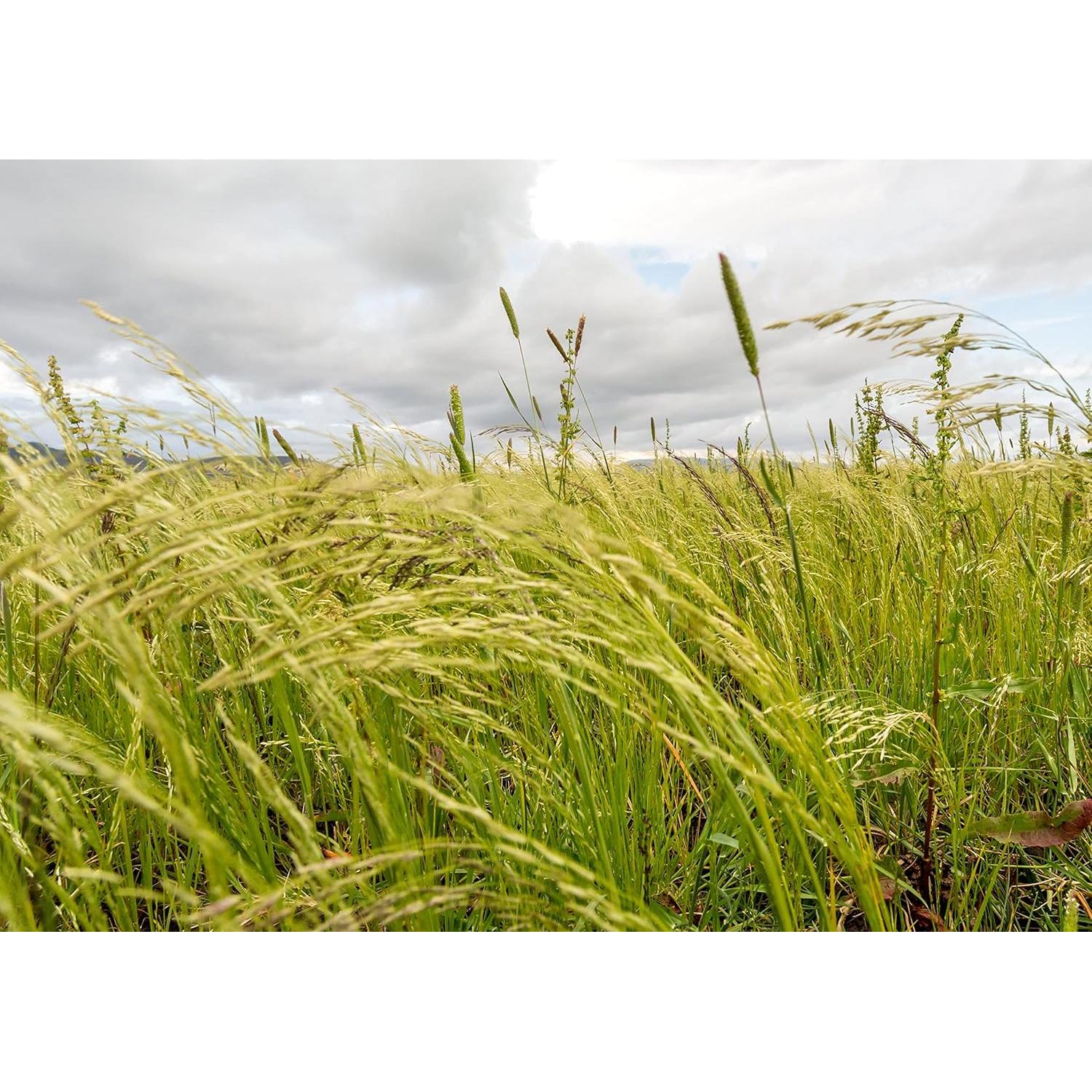 Teff Integral Orgánico Food to Live 1.36 kg Sin Gluten