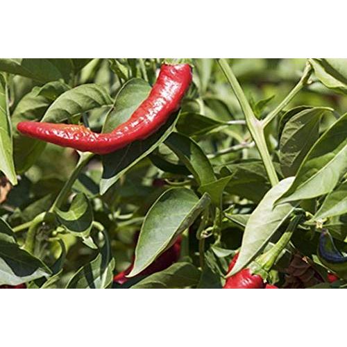 Pimentón Dulce Ahumado REY DE LA VERA 73.71 g