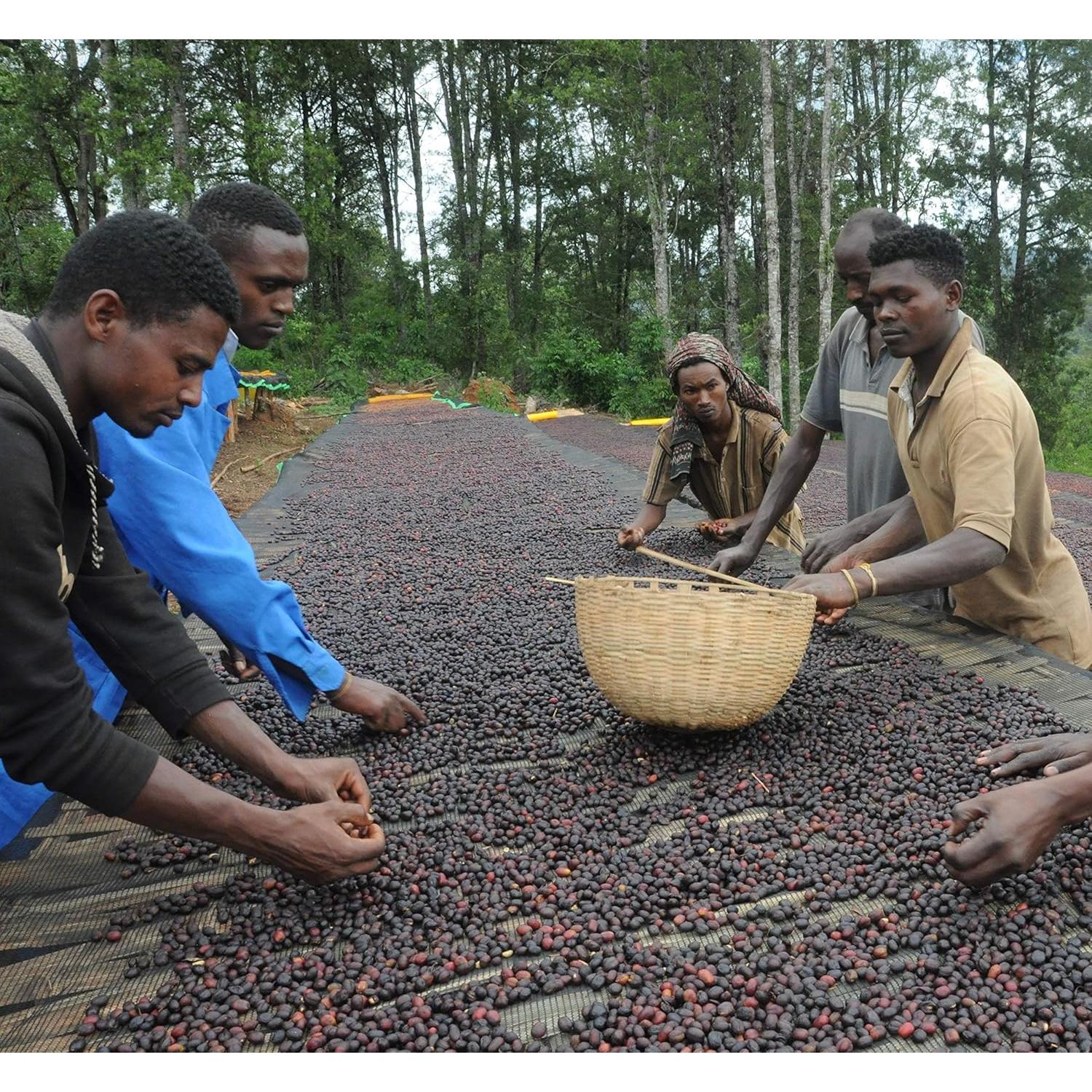 Granos de Café Verde Etiopía Harar 2.27kg Heirloom Arábica