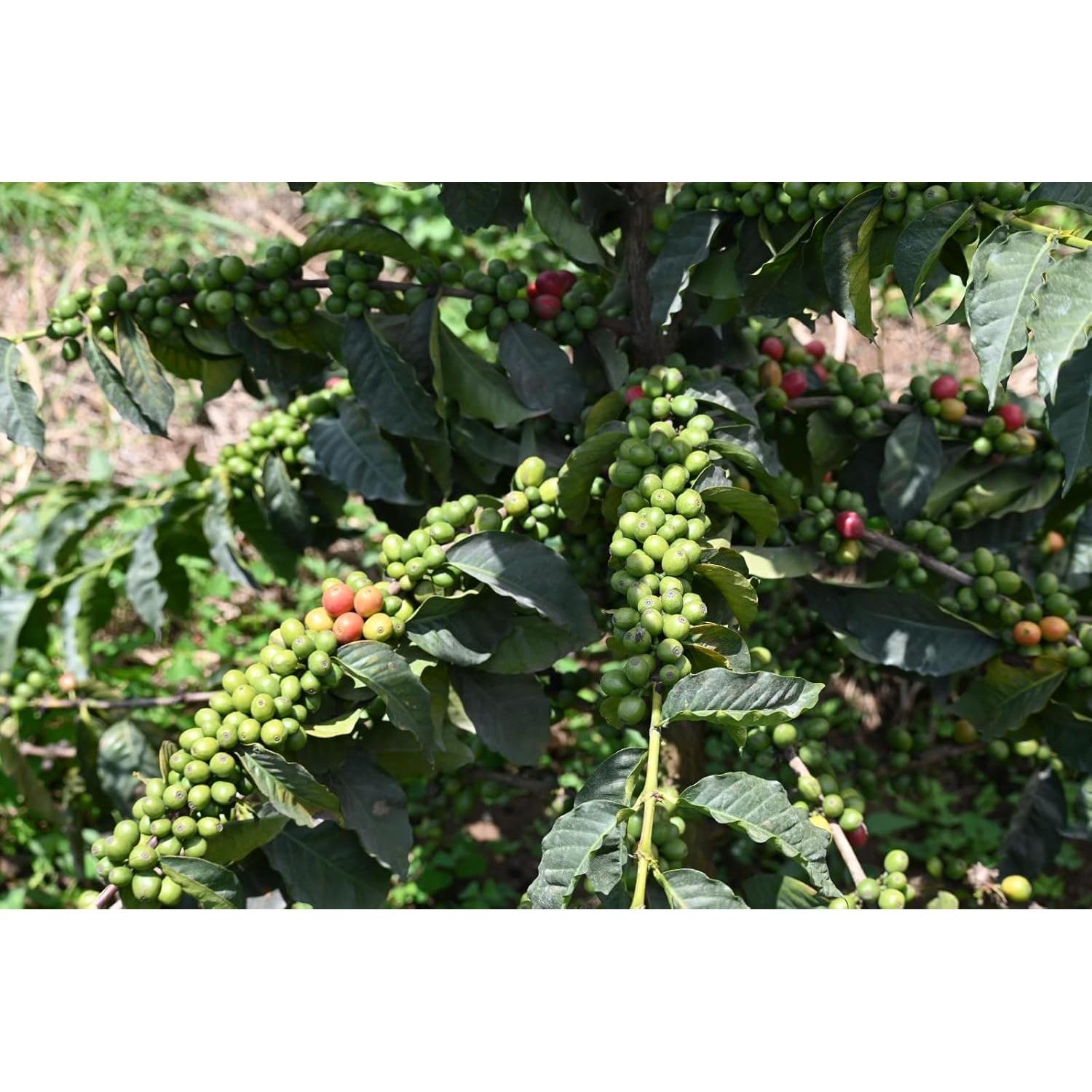 Granos de Café Verde Arábica Kenya AA 1360g - 100% Puro