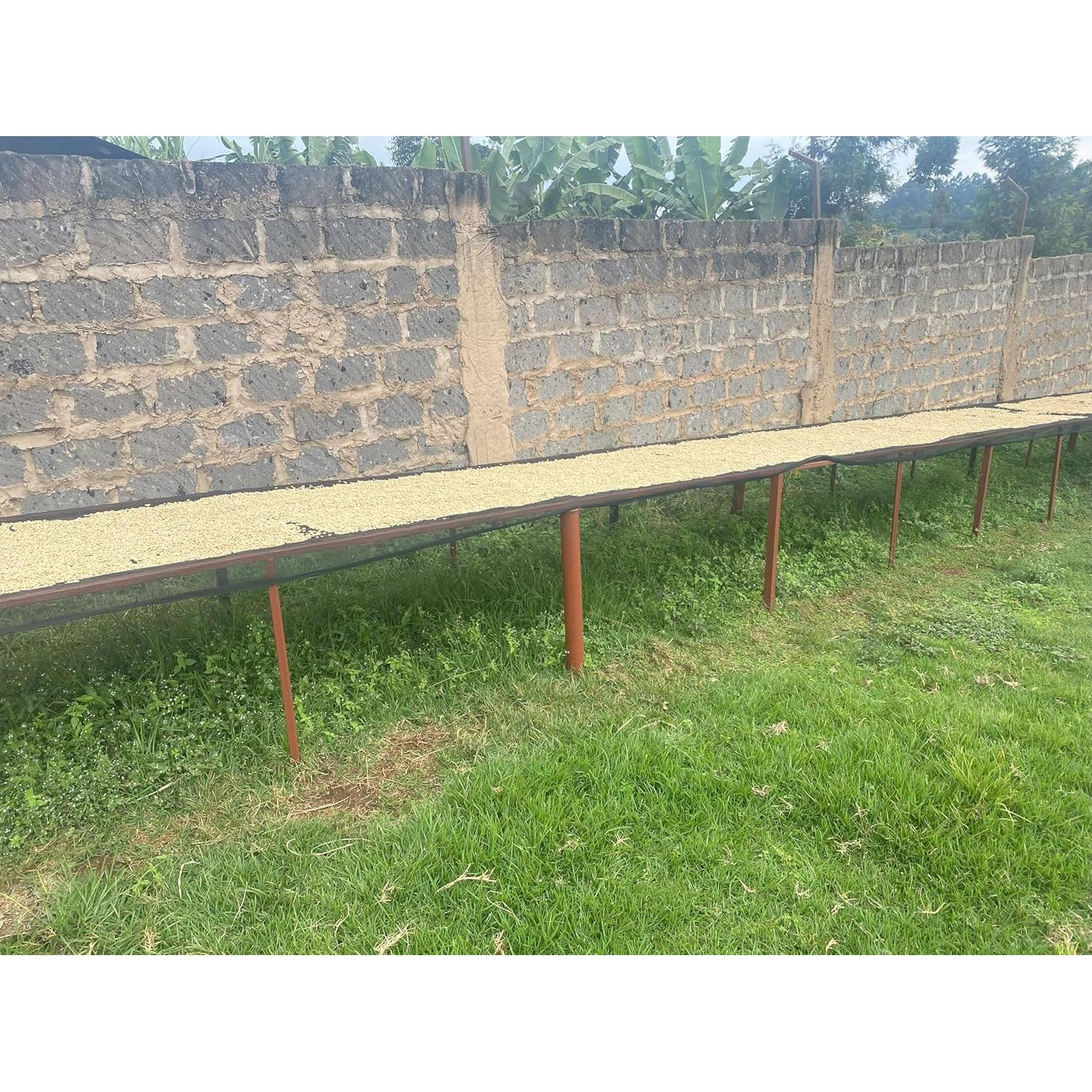 Granos de Café Verde Arábica Kenya AA 1360g - 100% Puro