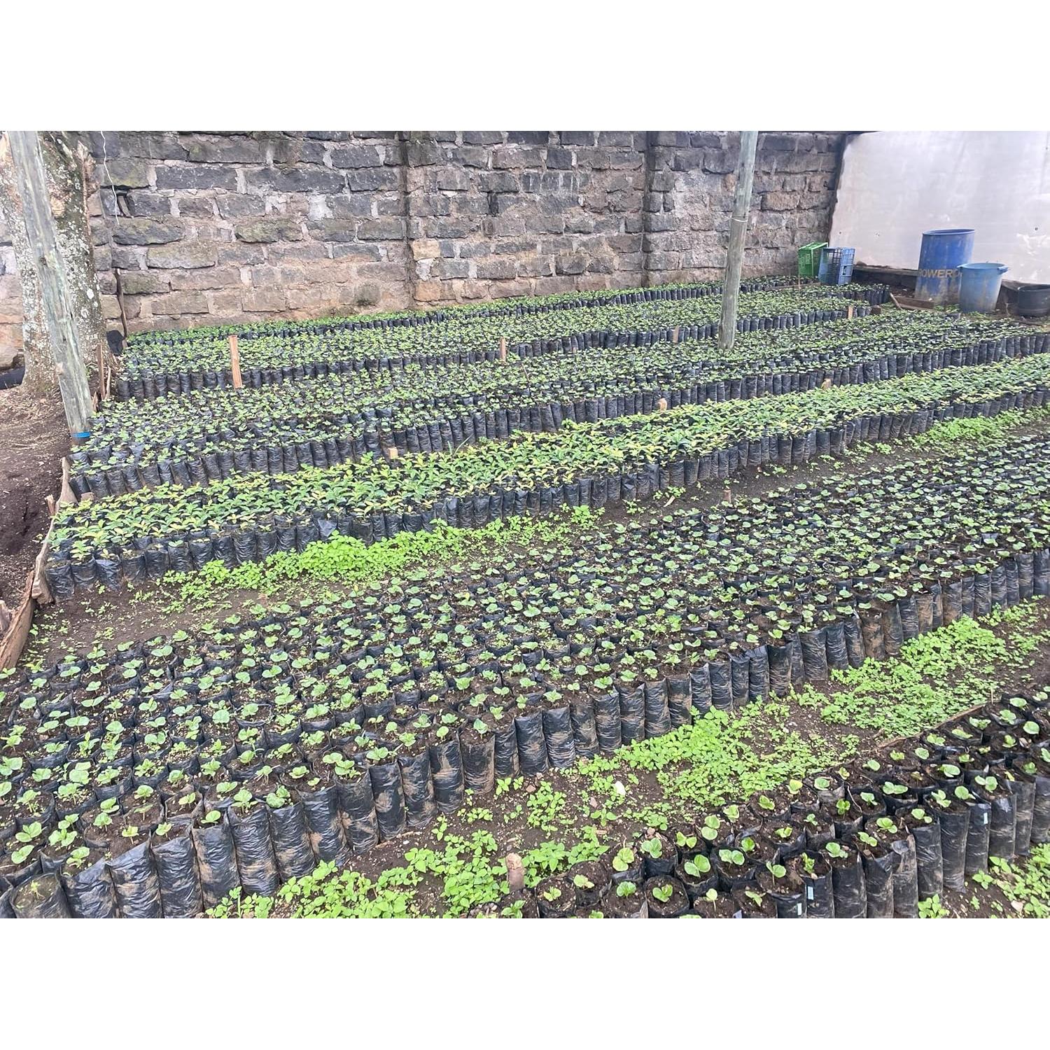 Granos de Café Verde Arábica Kenya AA 1360g - 100% Puro