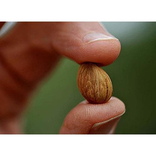 Semillas de Albaricoque Amargas Crudas Nature's Choice 227 g