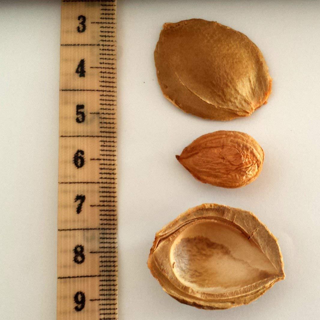 Semillas de Albaricoque Amargas Crudas Nature's Choice 227 g