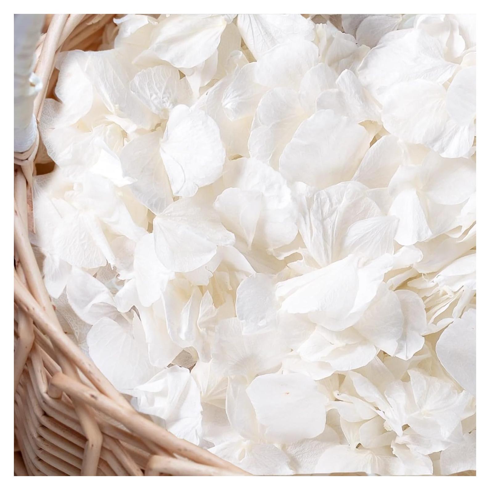 3000 Pétalos Secos de Hortensia Blancos Marfil - 60g para Decoración