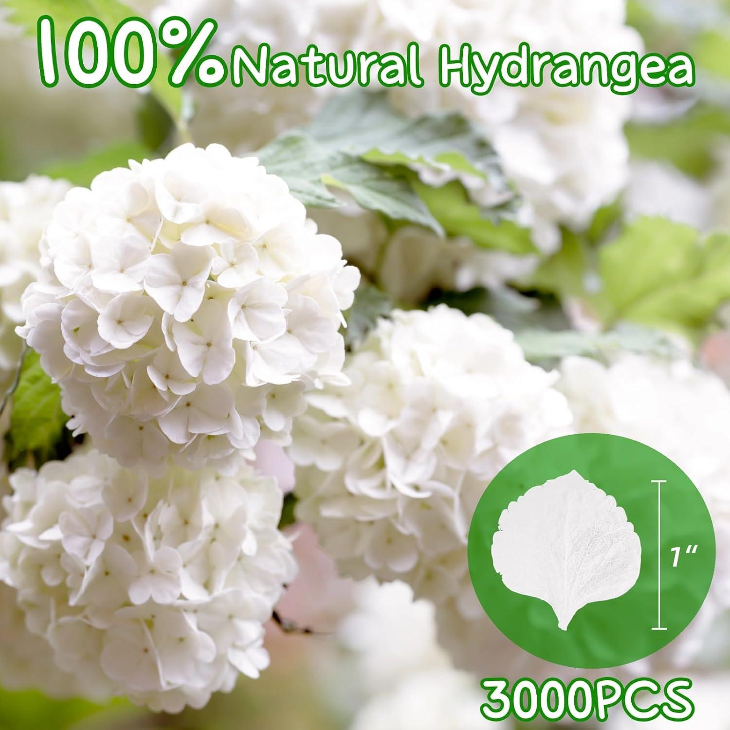 3000 Pétalos Secos de Hortensia Blancos Marfil - 60g para Decoración
