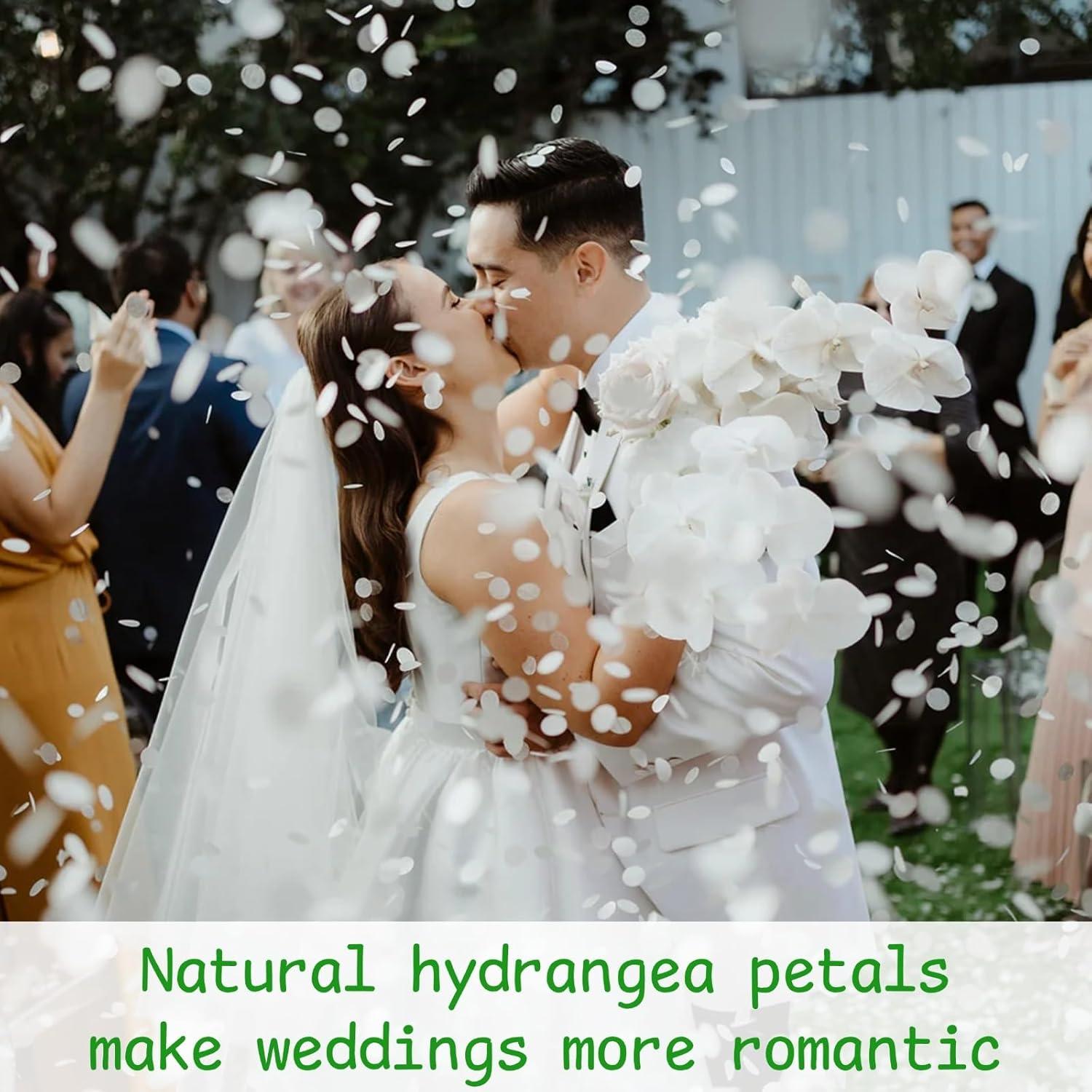 3000 Pétalos Secos de Hortensia Blancos Marfil - 60g para Decoración