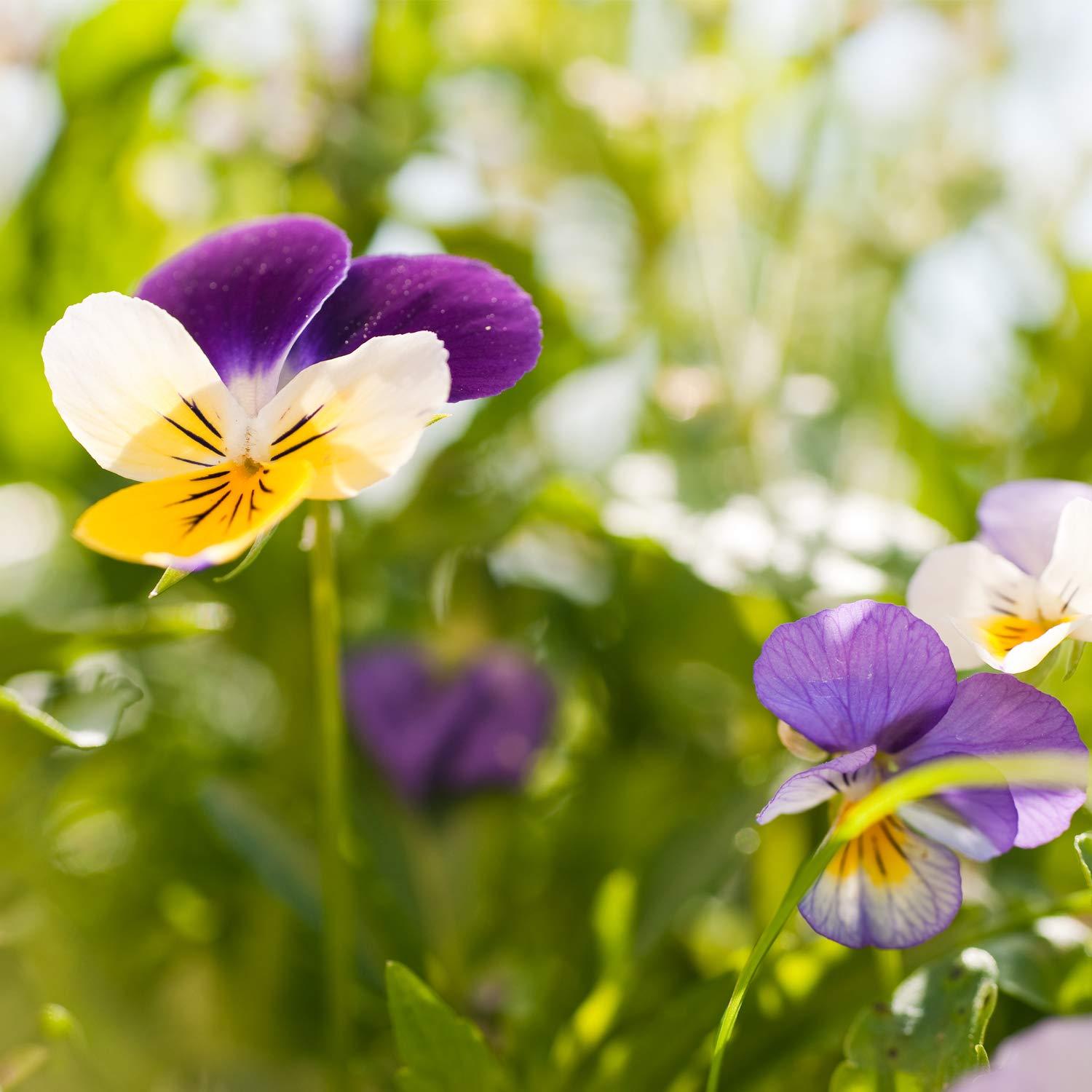 Manteca Corporal Weleda Skin Food 148 ml Hidratante Intensivo