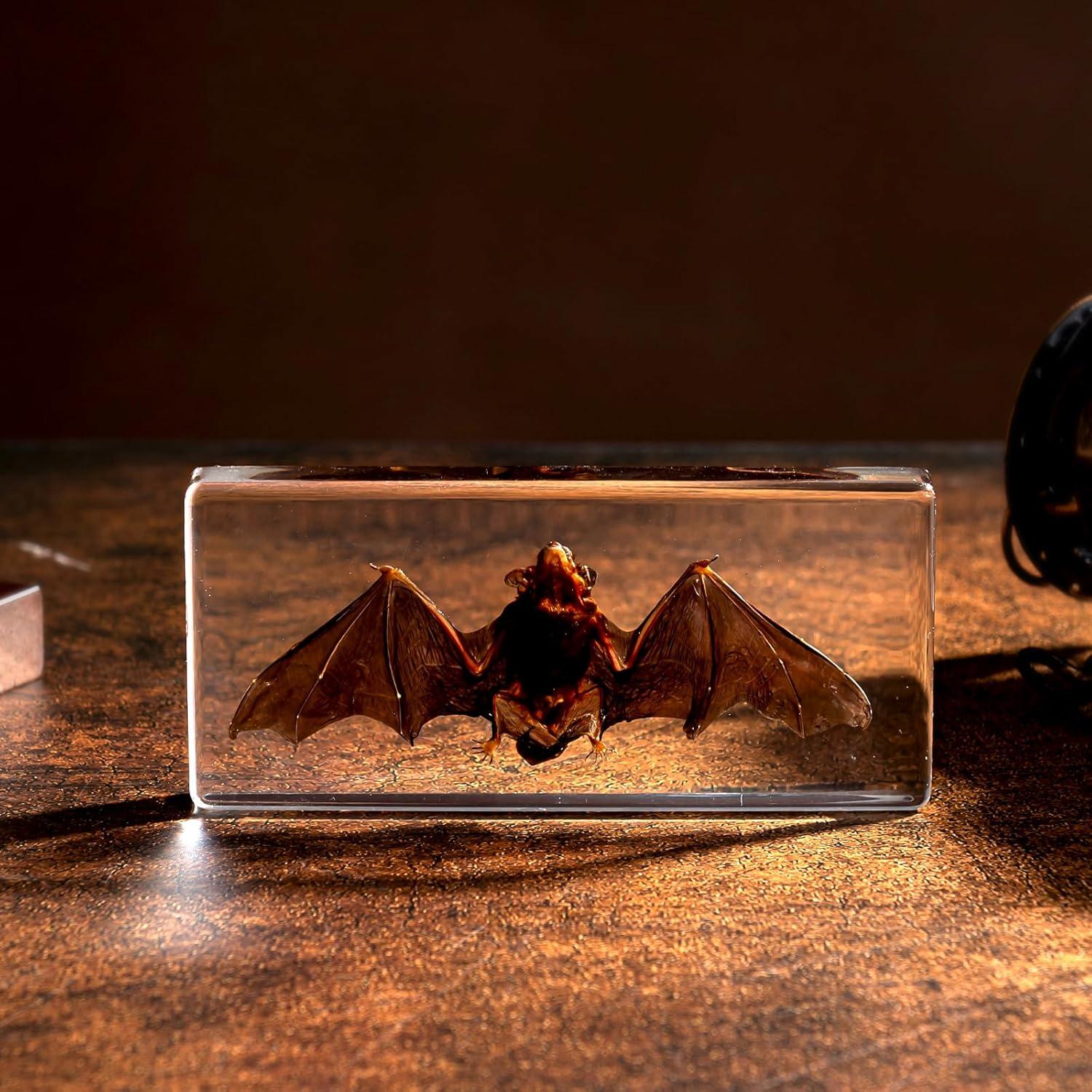 Murciélago de Taxidermia Chibiubiu en Resina 14x6.4 cm