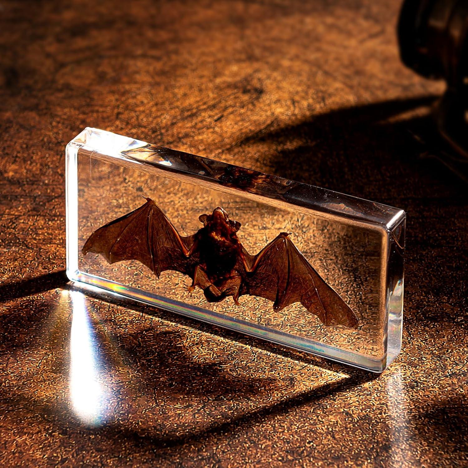 Murciélago de Taxidermia Chibiubiu en Resina 14x6.4 cm