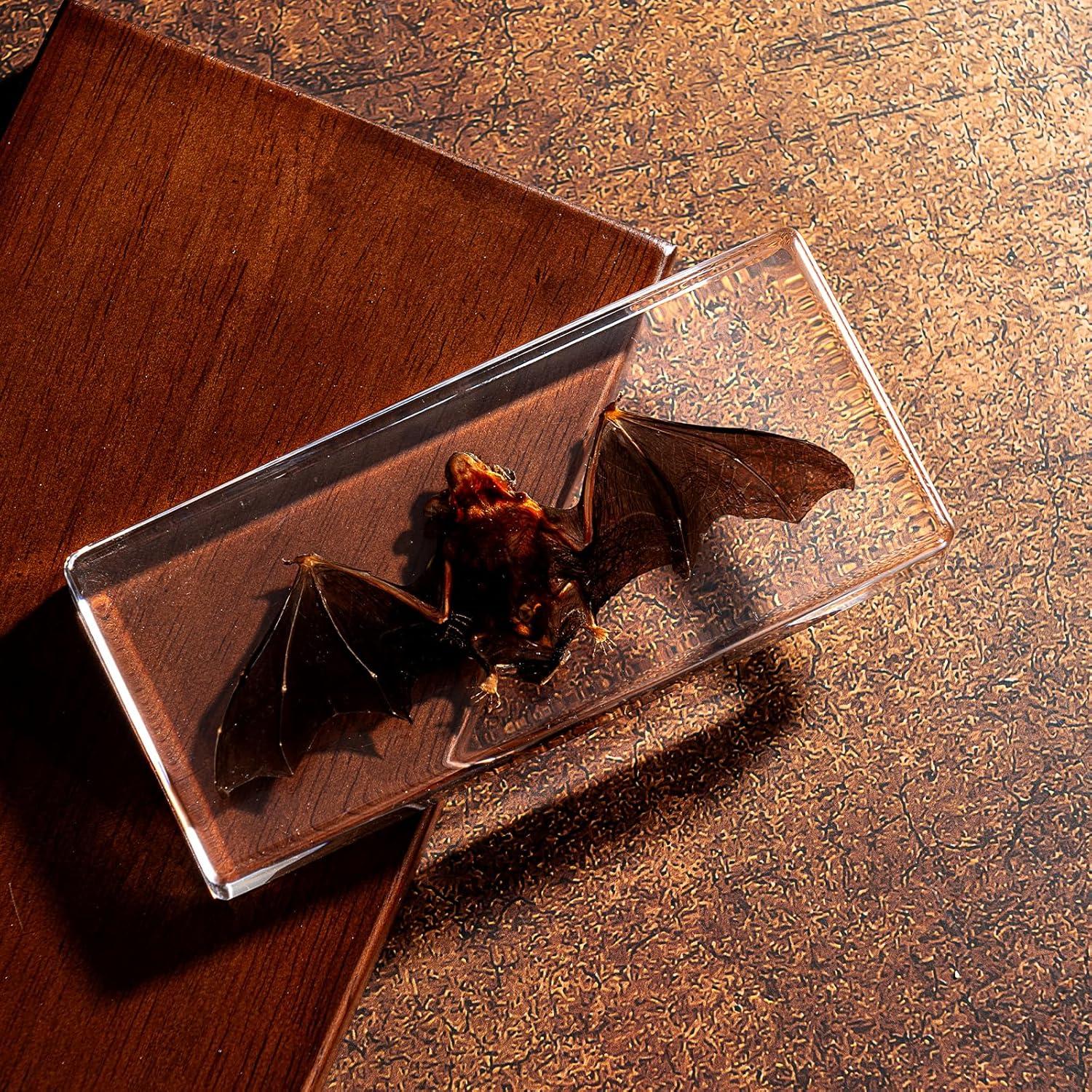 Murciélago de Taxidermia Chibiubiu en Resina 14x6.4 cm