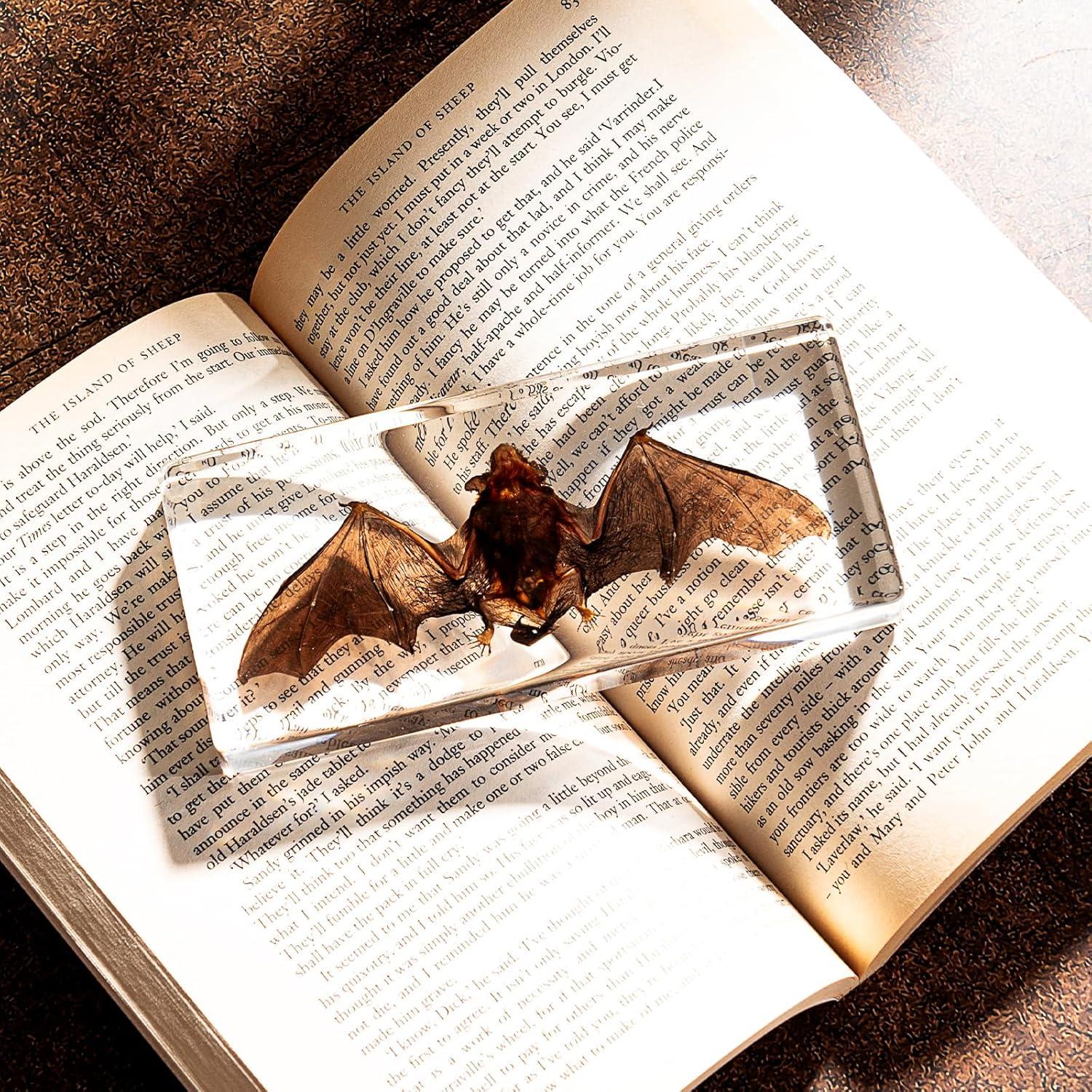 Murciélago de Taxidermia Chibiubiu en Resina 14x6.4 cm