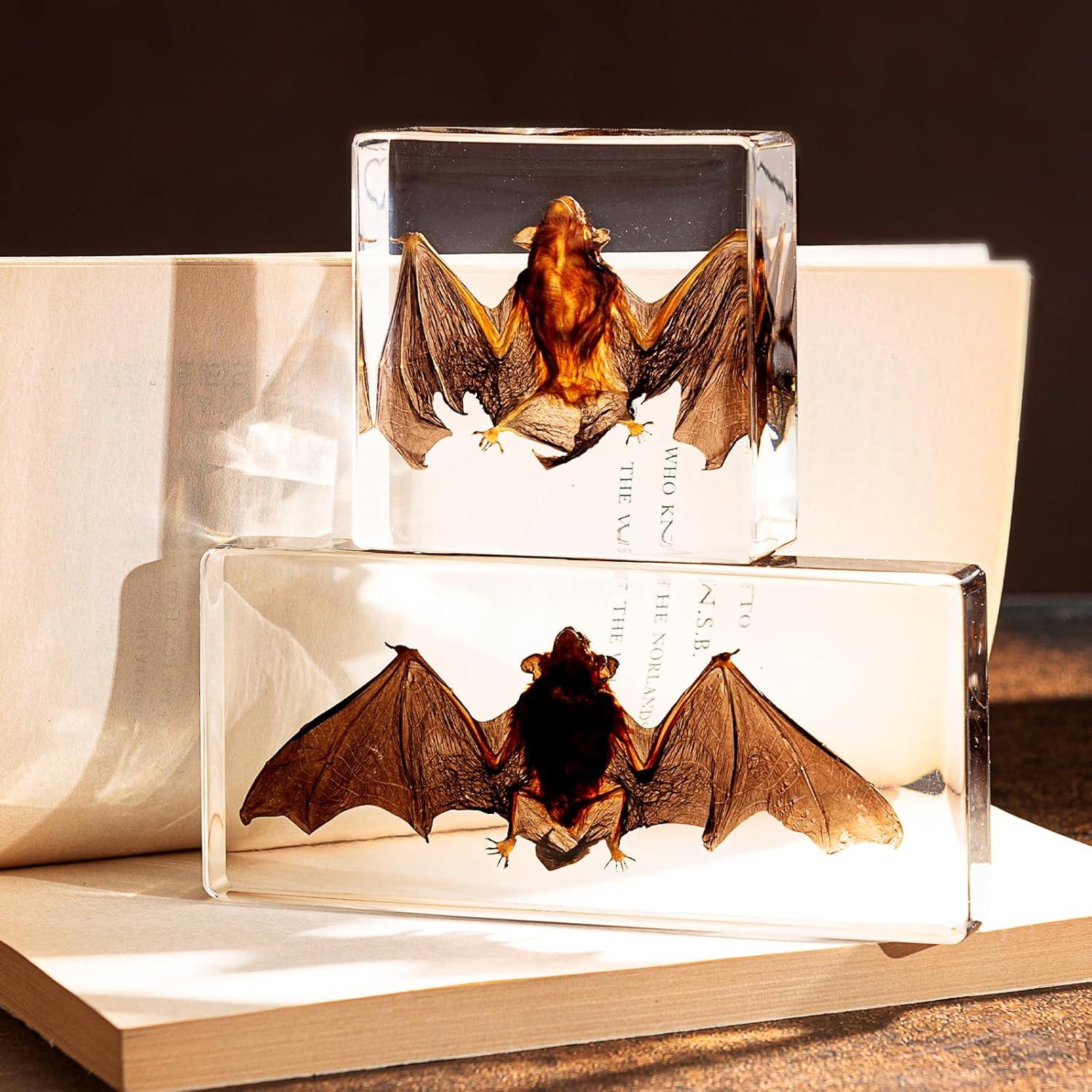 Murciélago de Taxidermia Chibiubiu en Resina 14x6.4 cm