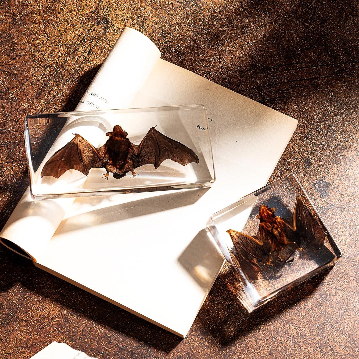 Murciélago de Taxidermia Chibiubiu en Resina 14x6.4 cm