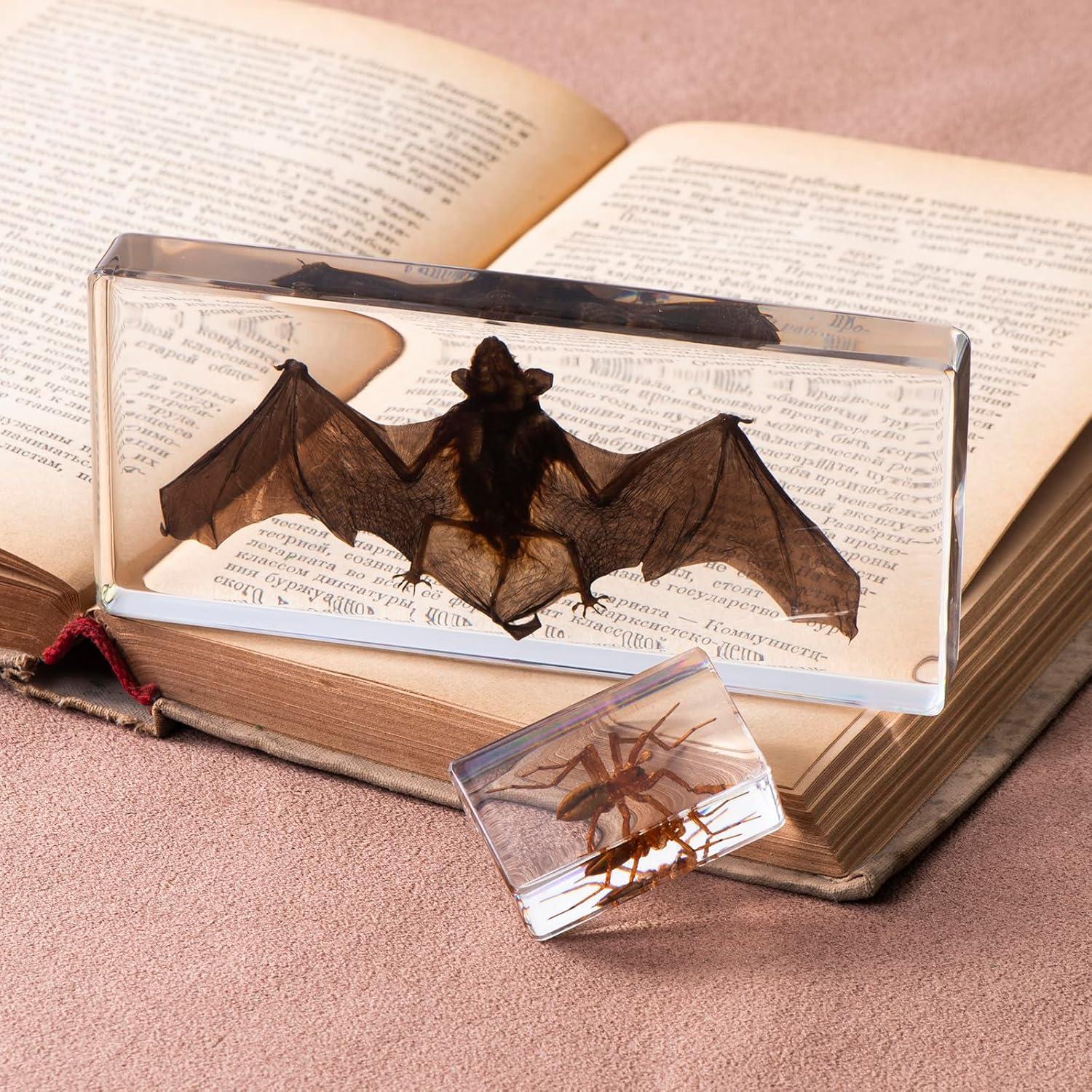 Murciélago de Taxidermia Chibiubiu en Resina 14x6.4 cm