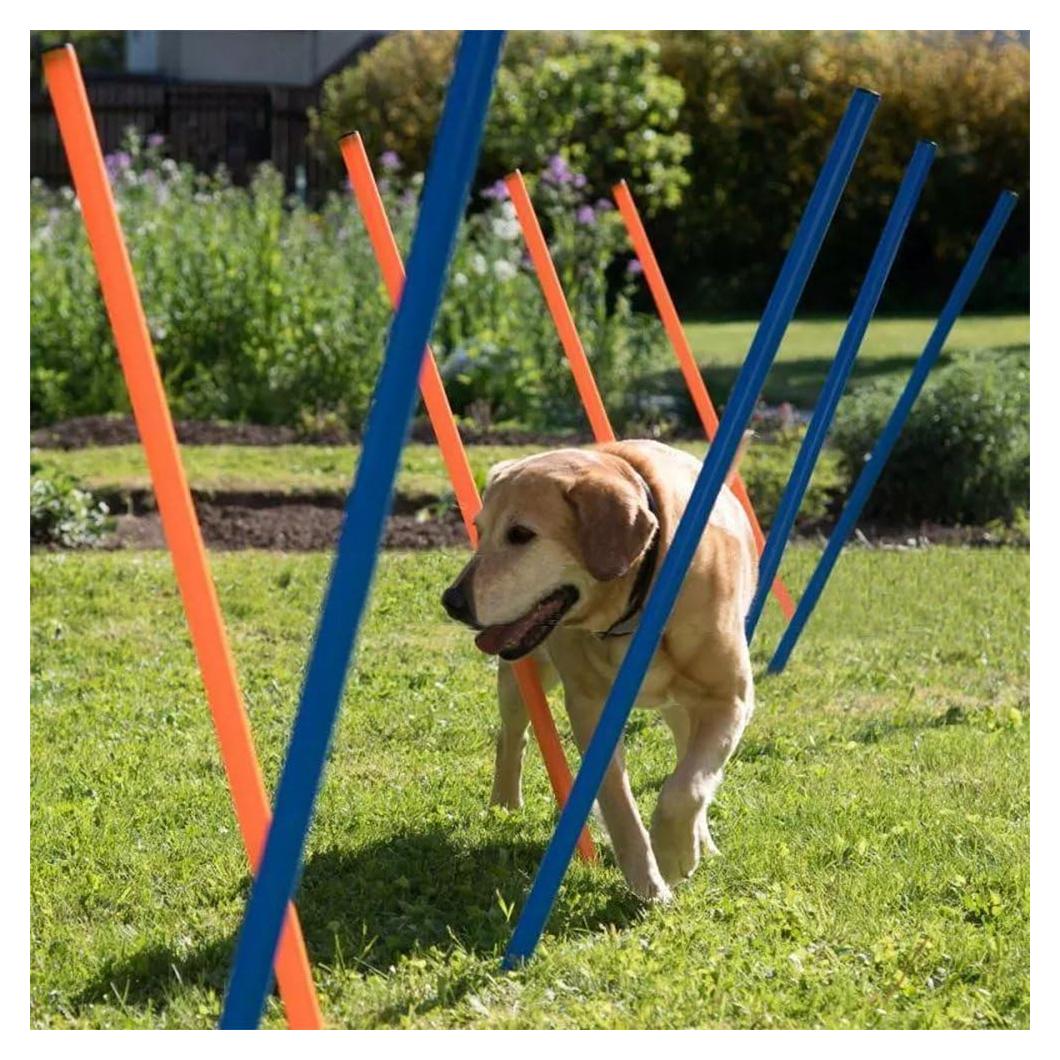 Conjunto de Entrenamiento de Agilidad para Perros PAWISE 12 Postes
