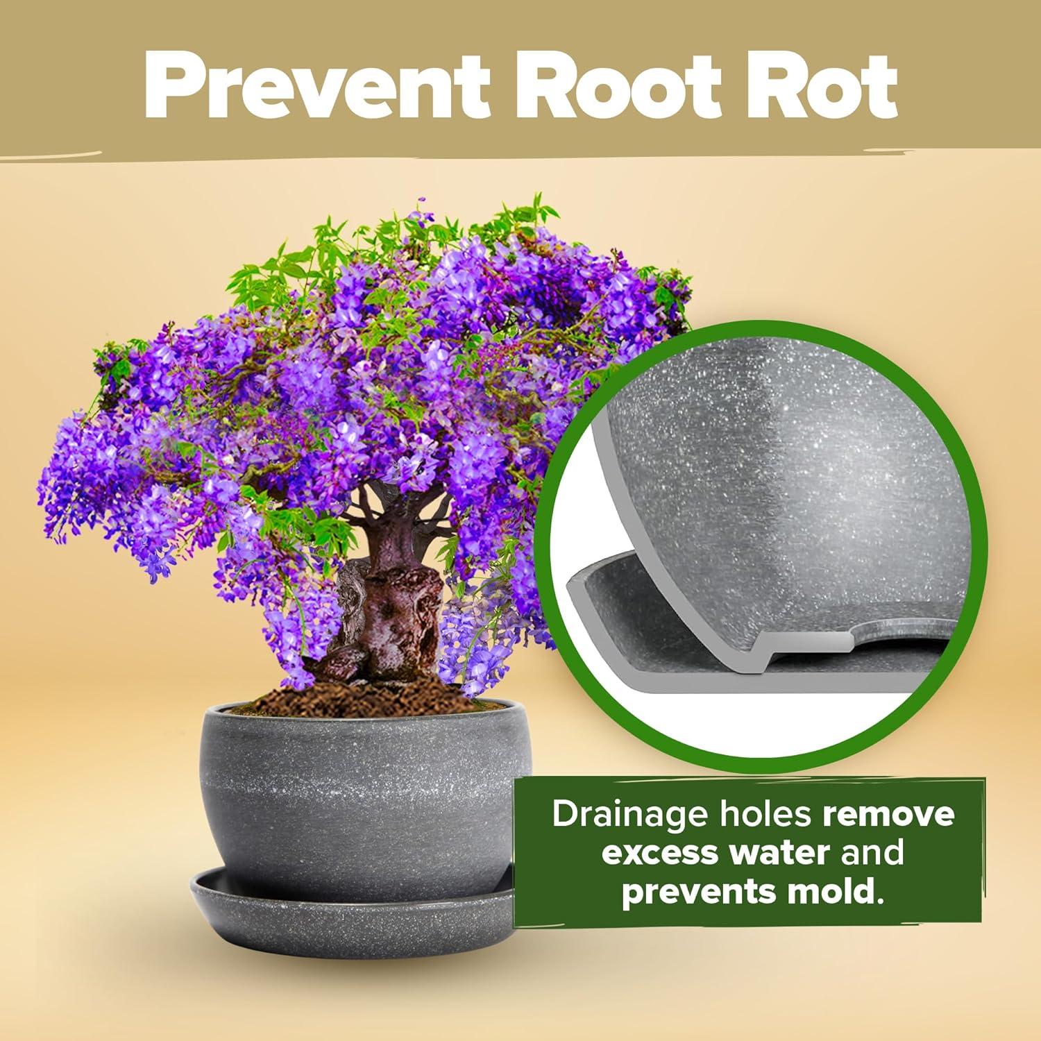 Kit Bonsai Home Grown - Cultiva 4 Especies en Casa