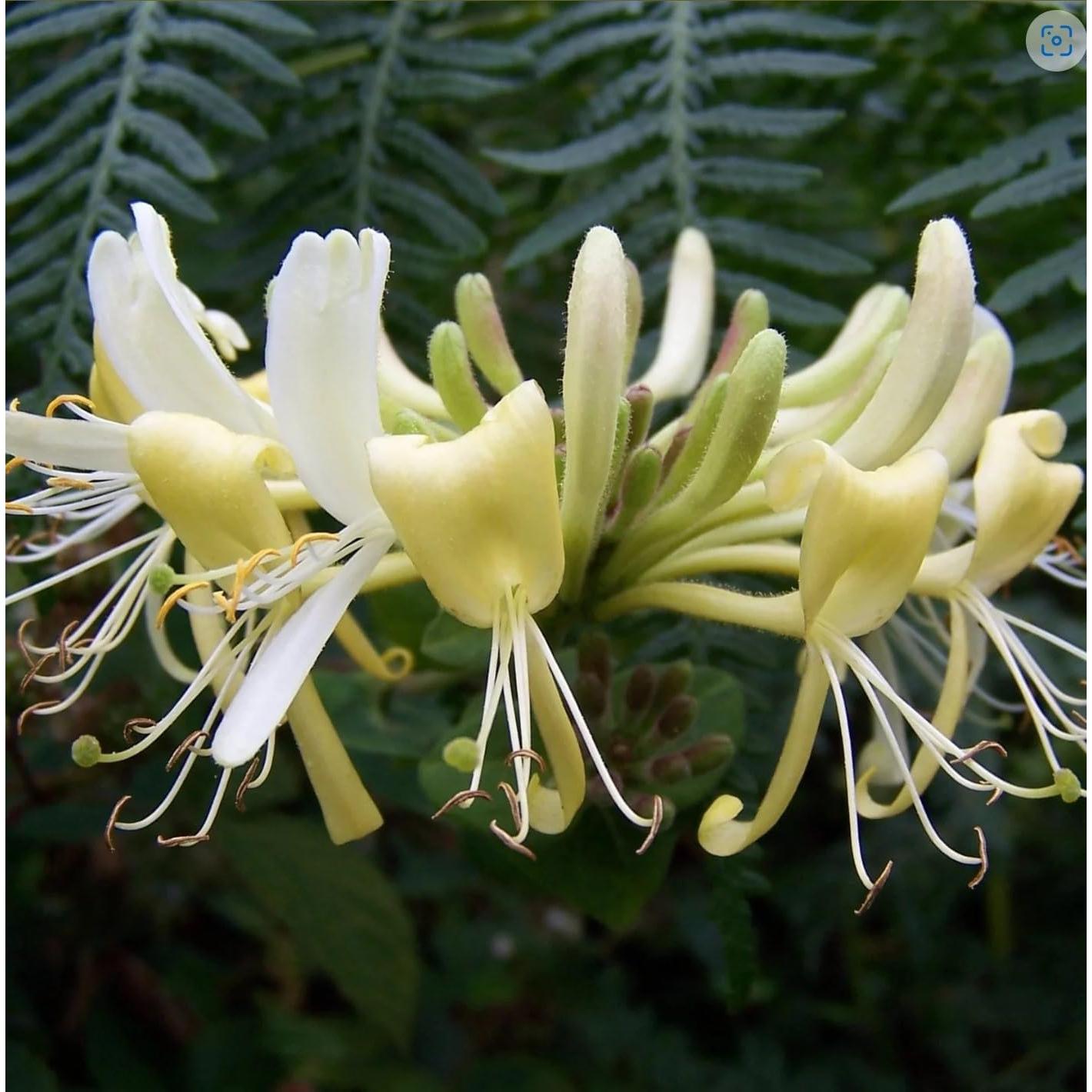 Incienso Athonita Paine 28g Madreselva y Jazmín