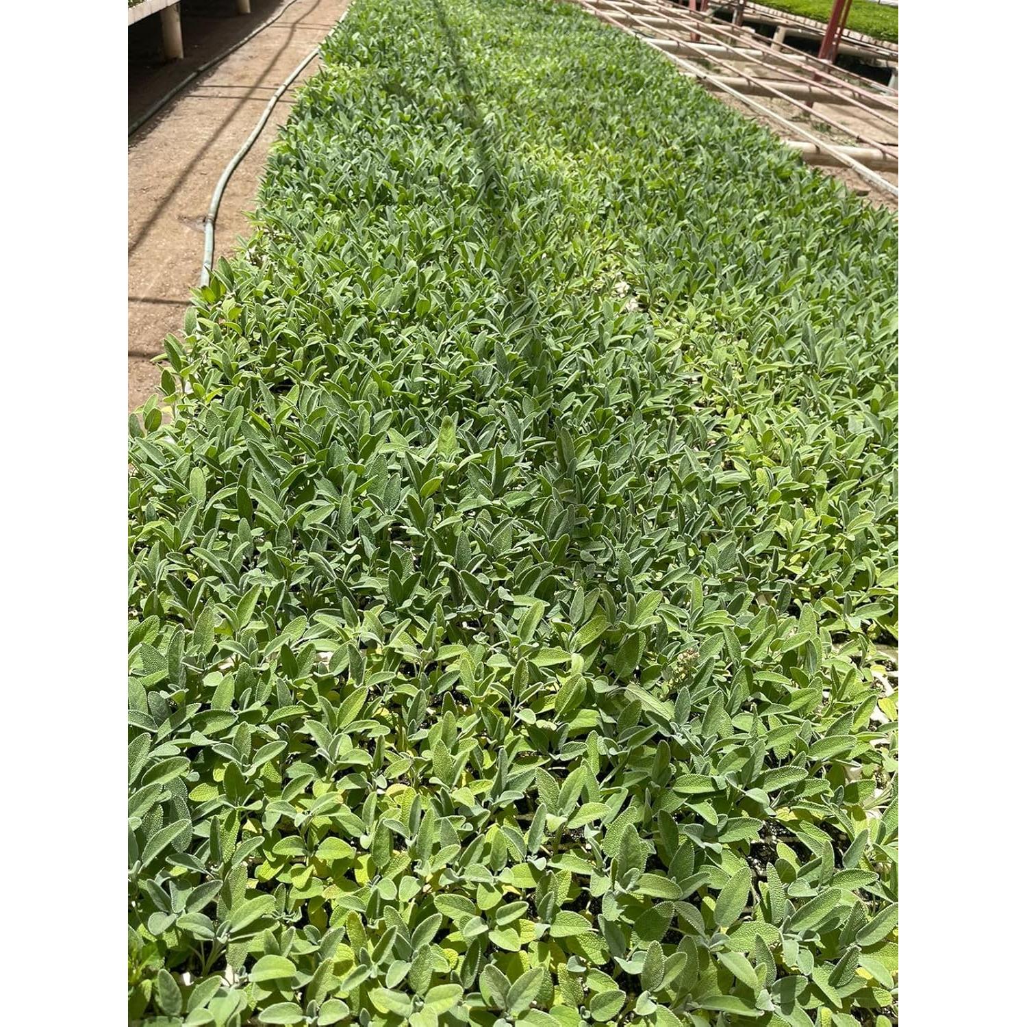 Incienso Natural Juniper Ridge Salvia Blanca - Paquete de 2